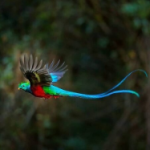 quetzal